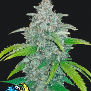 Blue Dream.png